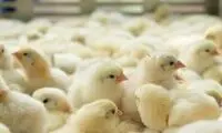 پایان جوجه کُشی با فناوری جدید