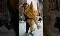 یکی از بزرگترین خروس های جهان در آغوش یک کودک 