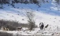 حرکت عجیب اسب تنها میان گله گرگ ها