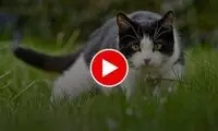  گربه‌ای که از شکار کبوتر نابینا صرف نظر می‌کند