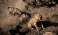  نبرد حماسی یک شیر با ۳۰ کفتار