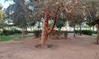 پرسه گوسفندان در مقابل طباخی‌های شهر!