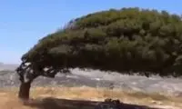 رشد تحت فشار و انعطاف؛ داستان درخت و باد
