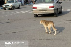 همخوانی بامزه یک سگ با مردی در خیابان‌های شیراز