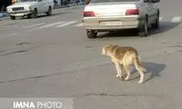 همخوانی بامزه یک سگ با مردی در خیابان‌های شیراز