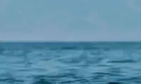 لحظه پرواز دیدنی یک سفره ماهی بر فراز دریا!