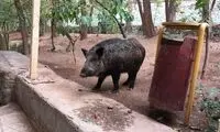  حضور عجیب گراز در بیمارستان لواسانی تهران