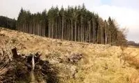 خبر تکان‌دهنده درباره مساحت جنگل‌ها در ایران