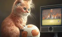 این گربه تا آخر عمرش دیگر فوتبال نمی‌بیند