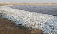 علت مرگ ماهیان در ماهشهر مشخص شد