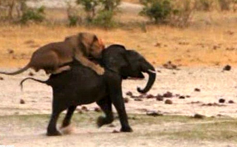 شیرهای گرسنه بچه فیل نگون‌بخت را شکار کردند