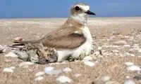تصاویری نادر از یک پرنده در معرض خطر و جوجه‌هایش