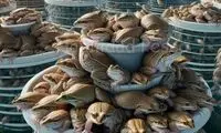فرآیند پرورش، برش و بسته بندی گوشت قورباغه