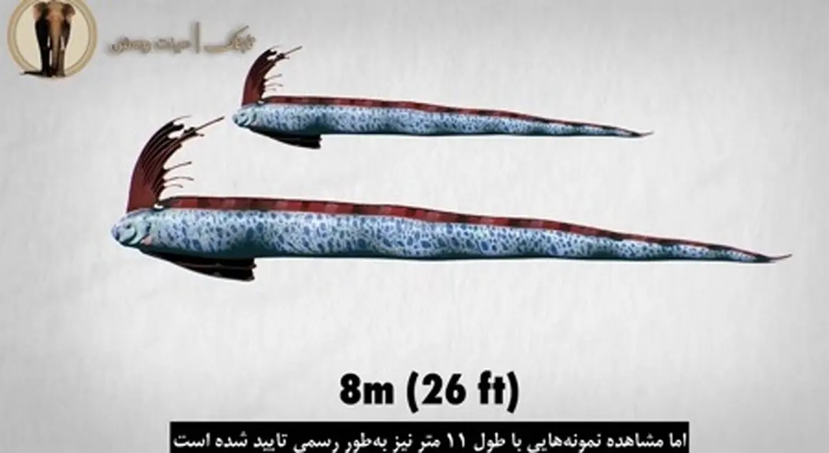 ماهی ترسناکی که پیام‌آور زلزله و سونامی است