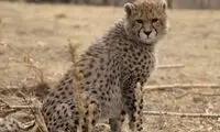 جدیدترین قاب از پیروز توله یوزپلنگ ایرانی