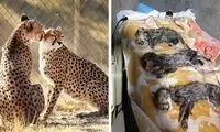 افشاگری بی‌سابقه درباره توله‌های «ایران» خانم