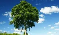 نصف شدن عجیب و غریب یک درخت در زلزله ترکیه