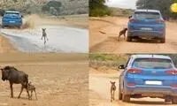 این بچه گوزن، خودرو را با مادرش اشتباه گرفت!