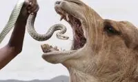 چرا شتر‌ها مار سمی می‌خورند! (16+)