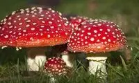 کشف یک نوع قارچ عجیب شبیه انسان در طبیعت