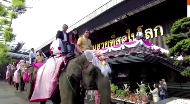 ببینید: فیلی که دسته گل عروس پرتاب می‌کند