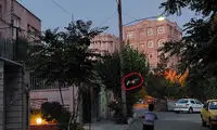 خفاش‌ها به غرب تهران حمله کردند!