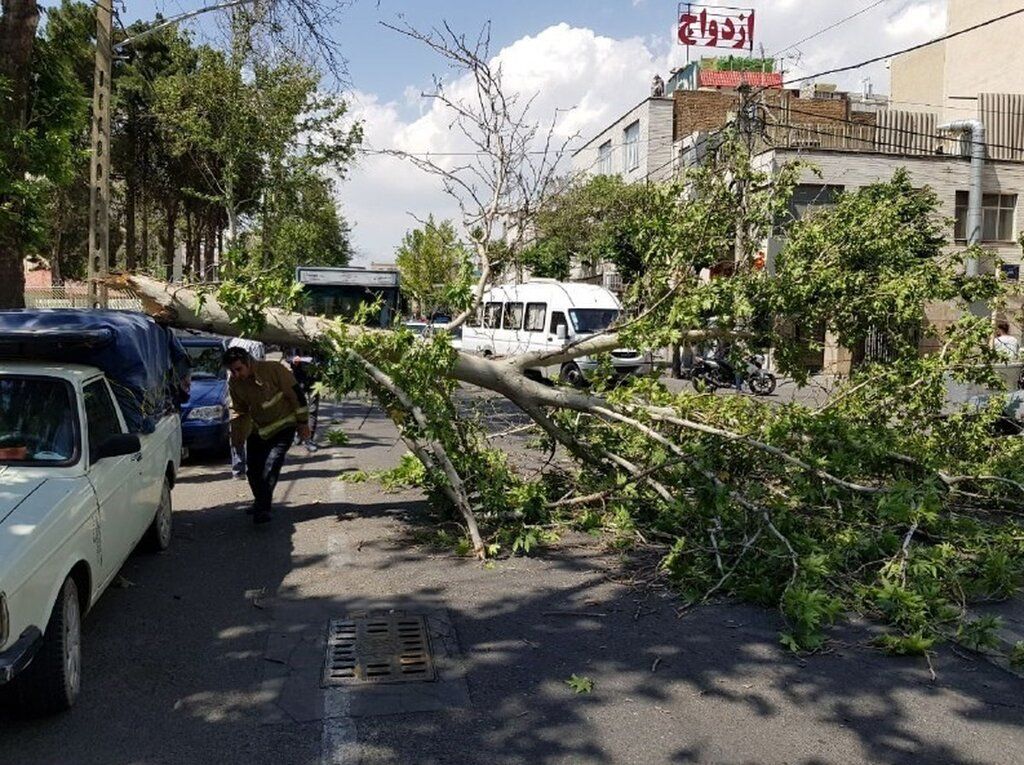 مورد عجیب درخت دزدی در شهرستان شیروان