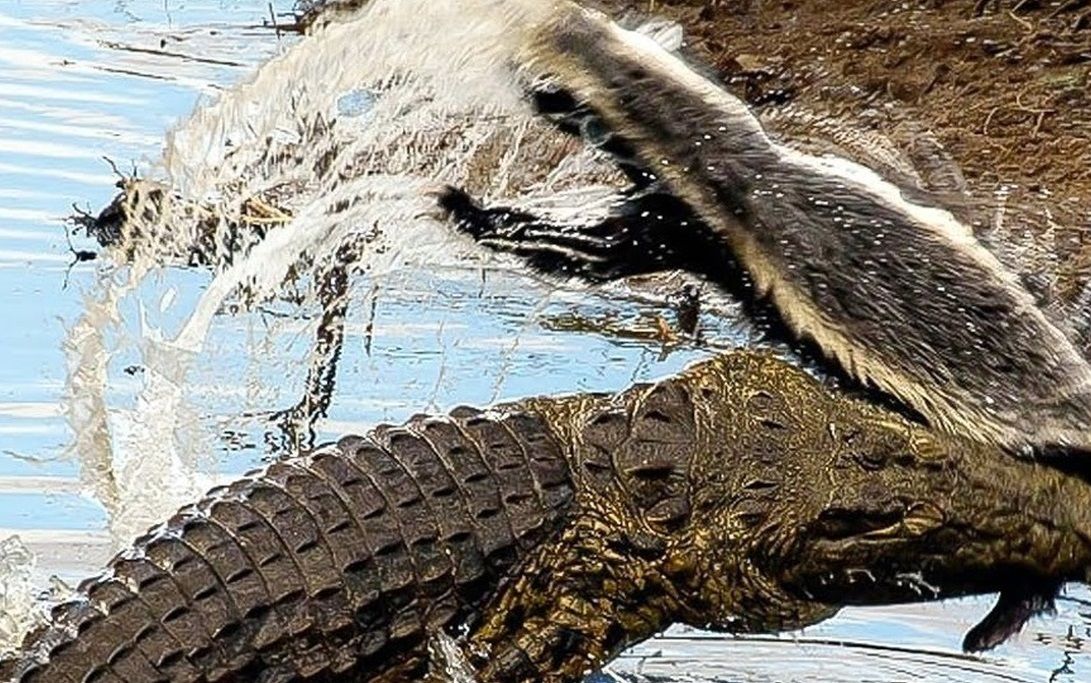 گورکن عسل‌خوار در عین ناباوری تمساح را شکار کرد