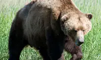 ویدئویی از پرسه‌زنی خرس قهوه‌ای در جنگل‌های فومن