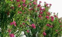 این گل در مقابل بمباران اتمی هم مقاوم است