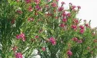 این گل در مقابل بمباران اتمی هم مقاوم است