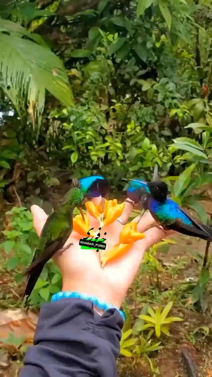 ببینید: زیبایی پرنده‌ای که مگس میخورد