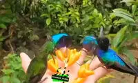 ببینید: زیبایی پرنده‌ای که مگس میخورد