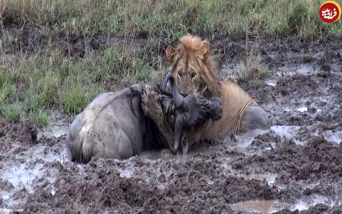 ویدئو دیدنی از شکار گوزن یالدار توسط شیر