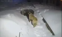 تقابل سگ نگهبان با خرسی که وارد خانه شده است 