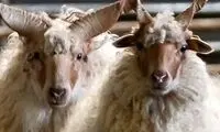 تصاویر گوسفندی استثنایی با شاخ‌های عجیب