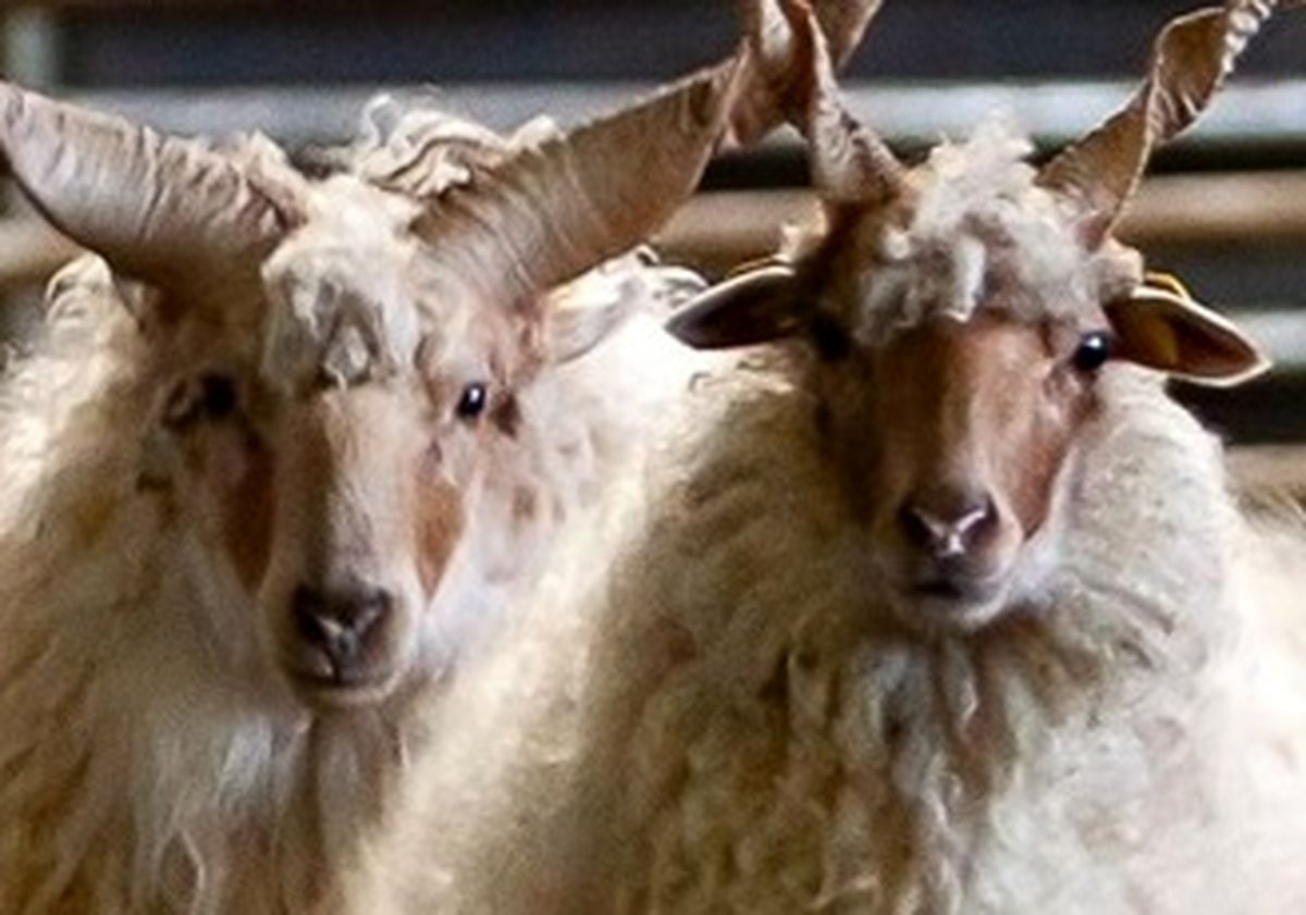 تصاویر گوسفندی استثنایی با شاخهای عجیب