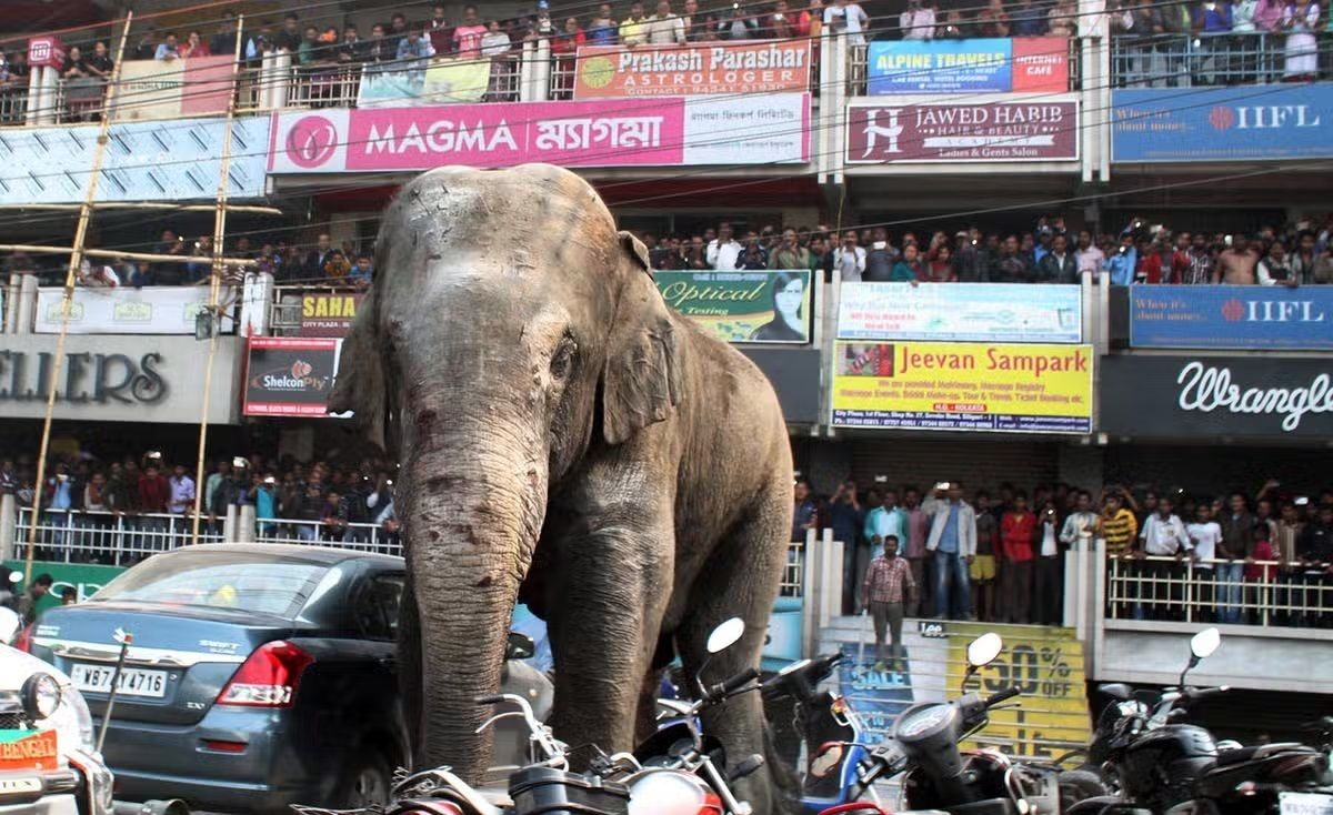ویدئویی از حمله وحشتناک فیل به یک گردشگر