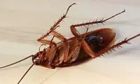 اشعه مرگ؛ نابودی سوسک‌ها با پرتو‌ قدرتمند لیزر!