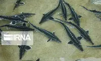 موجودی قدیمی‌تر از دایناسورها در طبیعت ایران