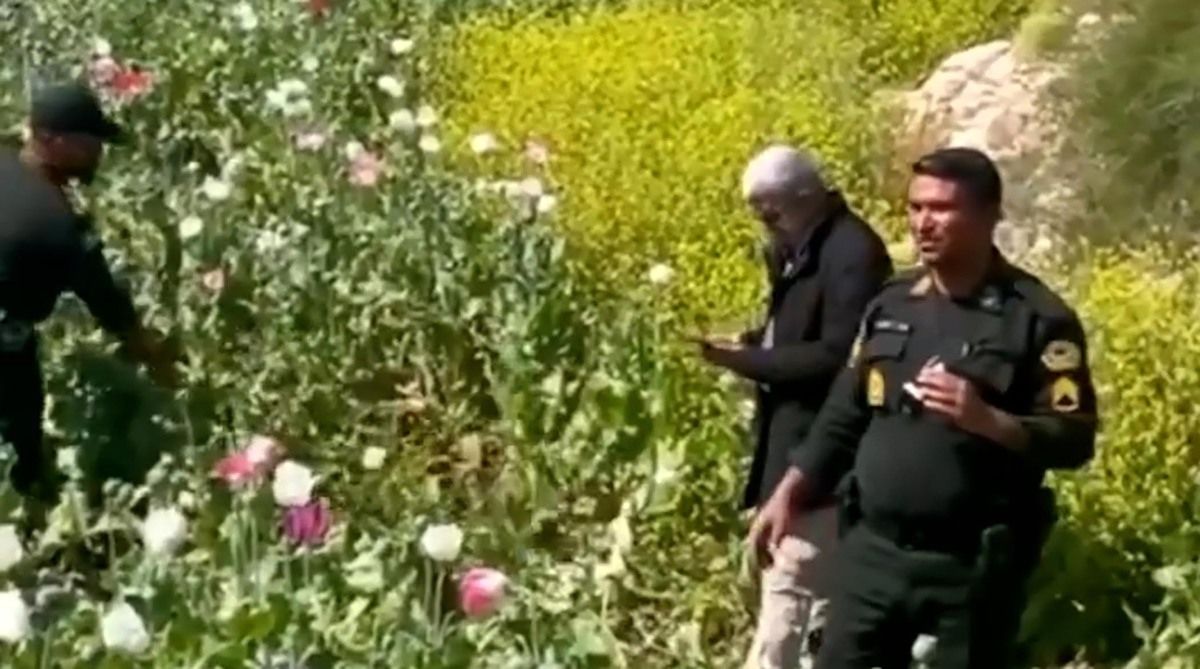 کشف مزرعه بزرگ خشخاش در شهرستان کازرون
