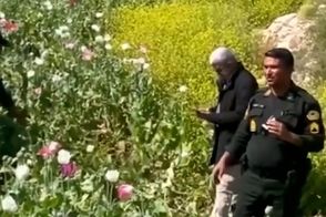 کشف مزرعه بزرگ خشخاش در شهرستان کازرون