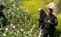 کشف مزرعه بزرگ خشخاش در شهرستان کازرون