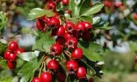 میوه معجزه‌آسا برای رفع عفونت ریه