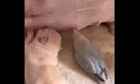 شیر خوردن یواشکی یک کبوتر در کنار توله یک سگ 