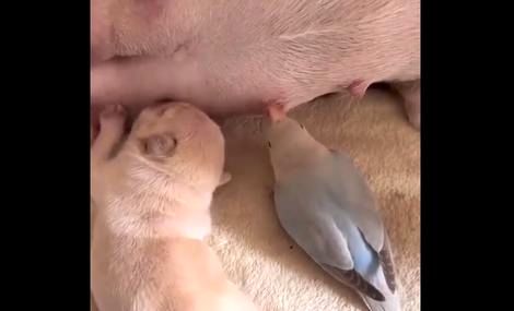 شیر خوردن یواشکی یک کبوتر در کنار توله یک سگ 