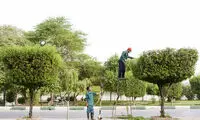 تصویر عجیب از هرس کردن درختان در ایرانشهر