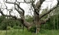 مرگ درخت افسانه‌ای رابین هود پس از ۱۲۰۰ سال