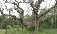 مرگ درخت افسانه‌ای رابین هود پس از ۱۲۰۰ سال