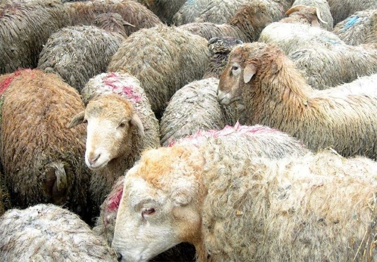   قیمت رسمی دام زنده در روز عید قربان اعلام شد 